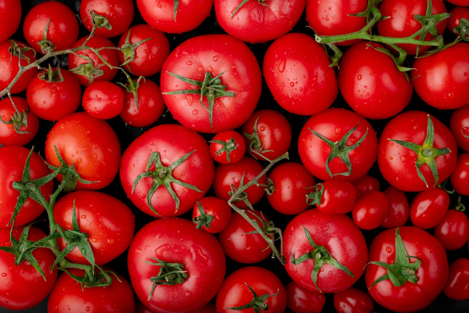 Creșterea tomatelor în sere inovative